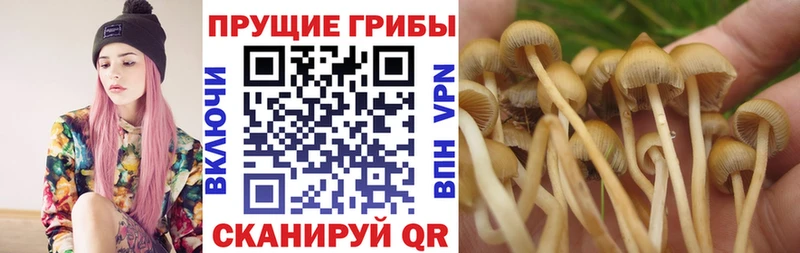 Галлюциногенные грибы Psilocybine cubensis  что такое   Могоча 